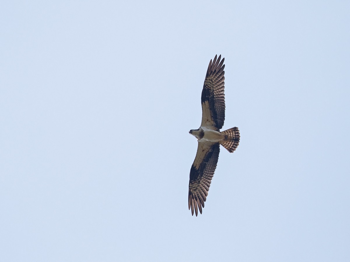 Osprey (haliaetus) - Niall D Perrins