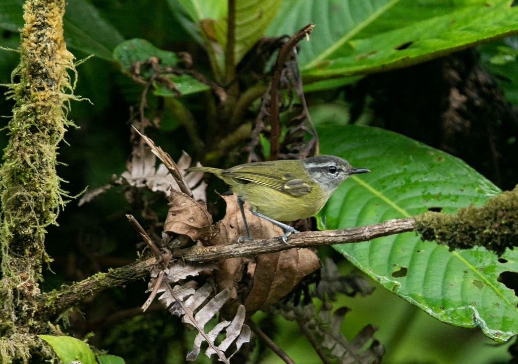 Island Leaf Warbler (Seram) - Simon Mitchell