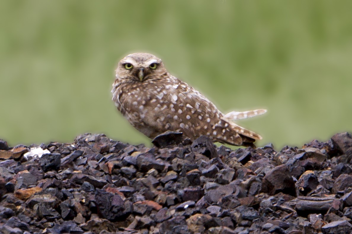 Burrowing Owl - ML21794341