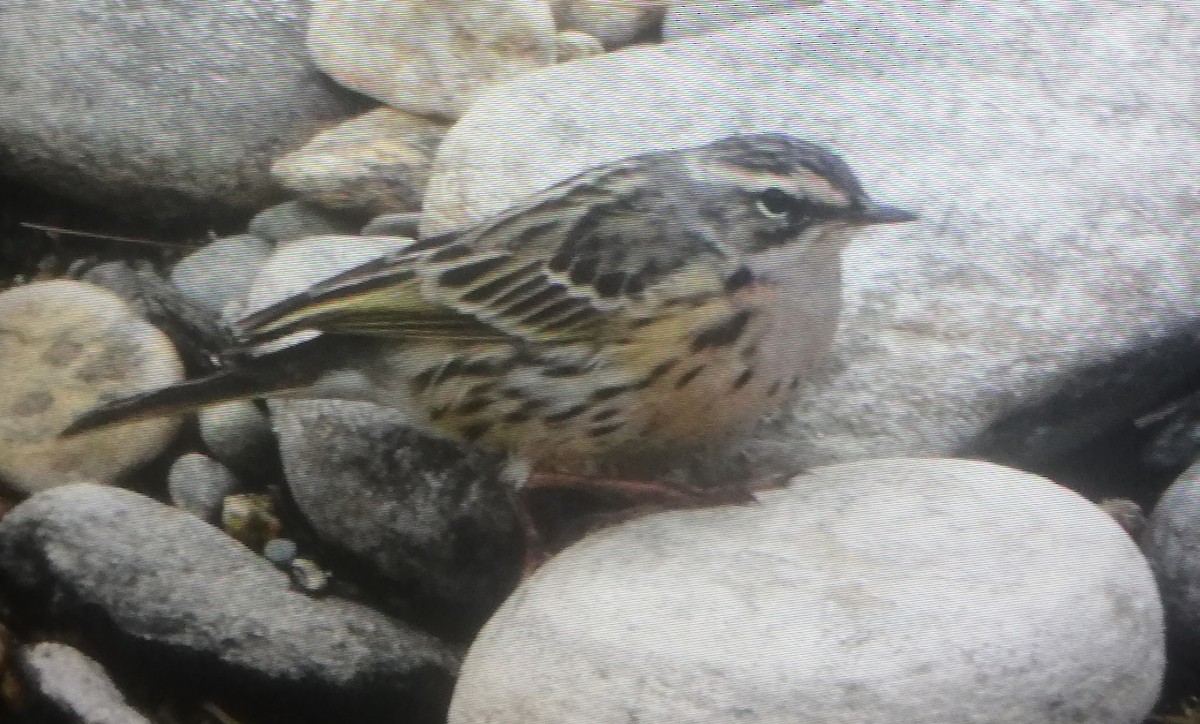 Rosy Pipit - ML217943471