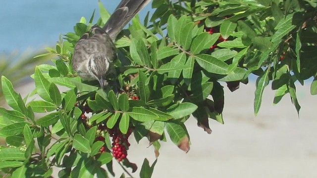 Long-tailed Mockingbird - ML217946321