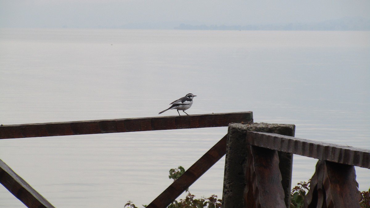 African Pied Wagtail - ML217948131