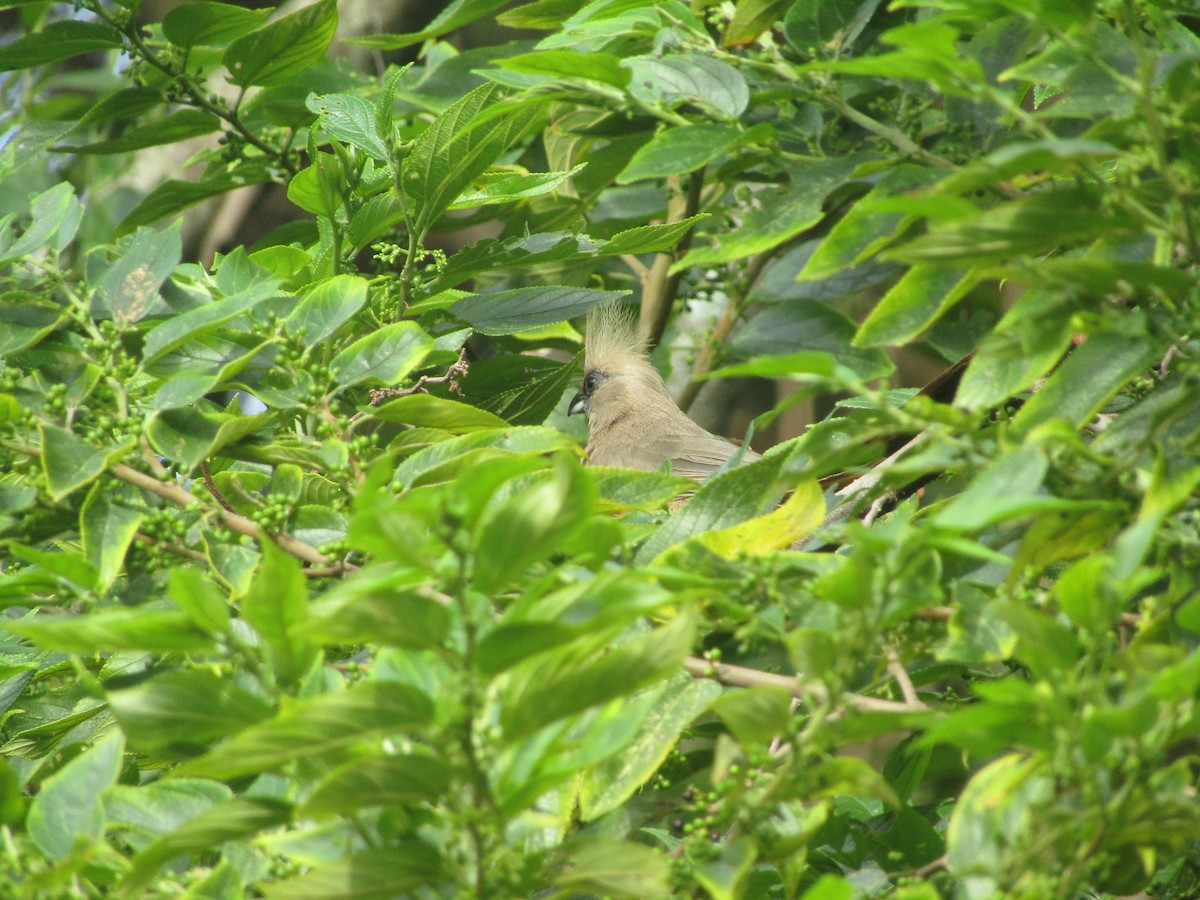 Speckled Mousebird - ML217948981