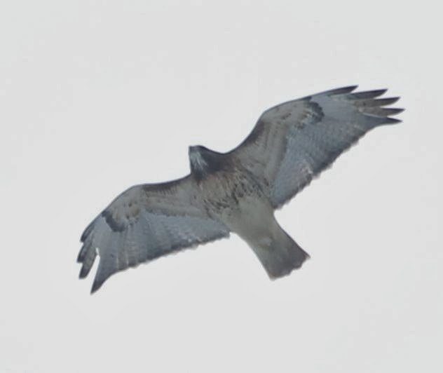 Red-tailed Hawk - ML21794911