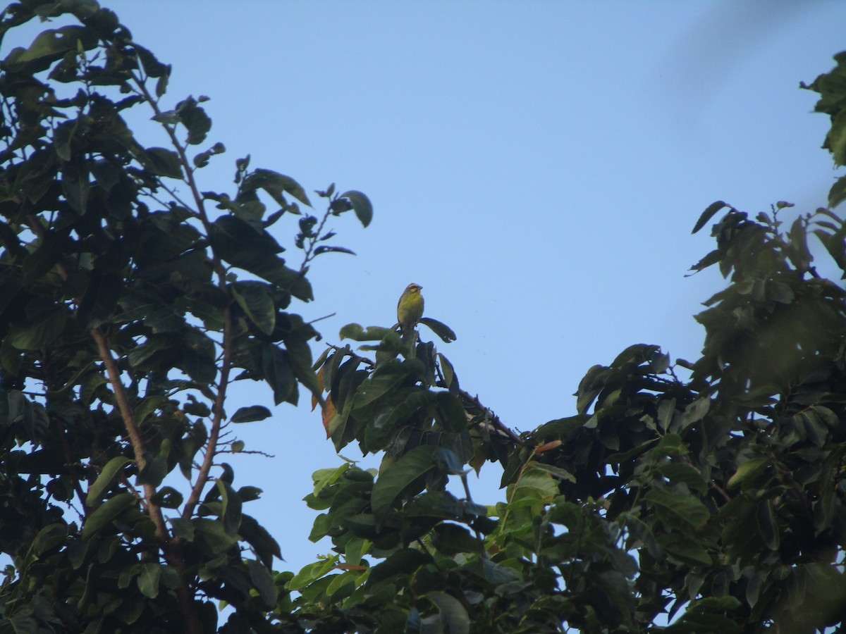 Yellow-fronted Canary - ML217949461