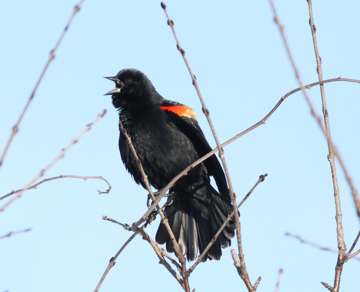Red-winged Blackbird - Robert Dixon