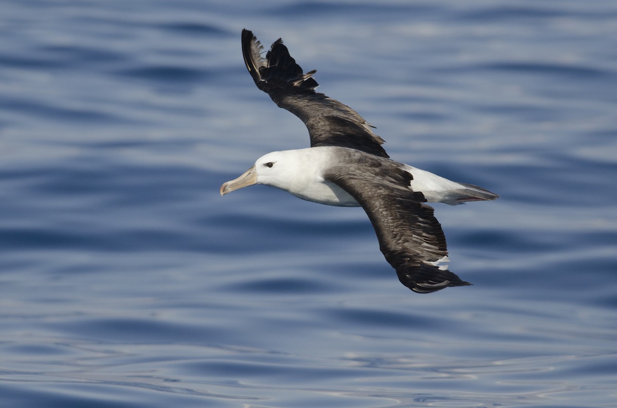 Black-browed Albatross - Joshua Vandermeulen