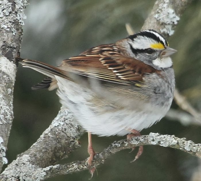 White-throated Sparrow - ML21794991