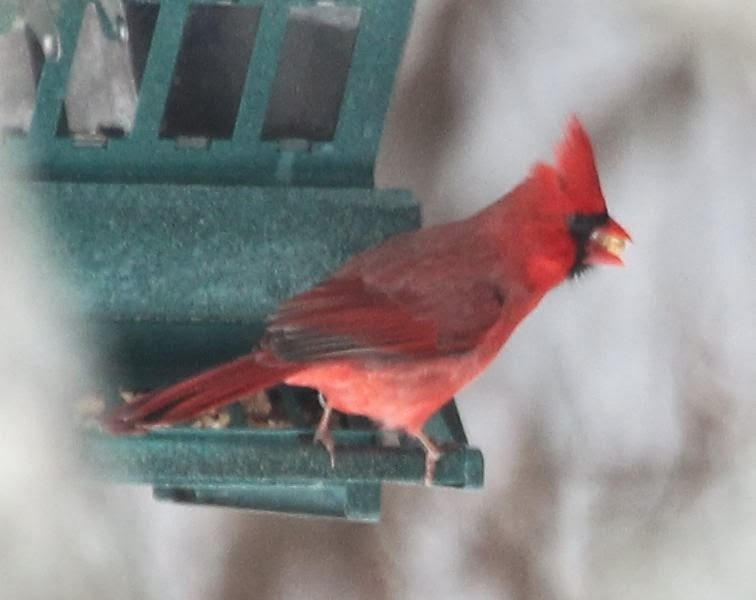 Cardinal rouge - ML21795021
