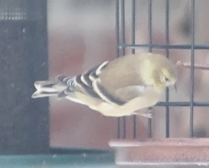 American Goldfinch - sicloot