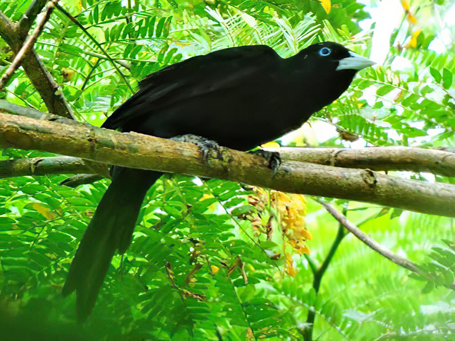 Ecuadorian Cacique - eBird