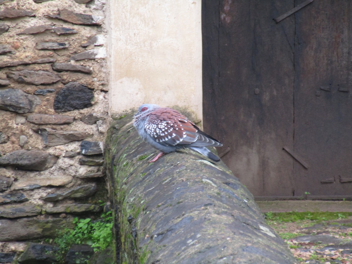 Speckled Pigeon - ML217952231