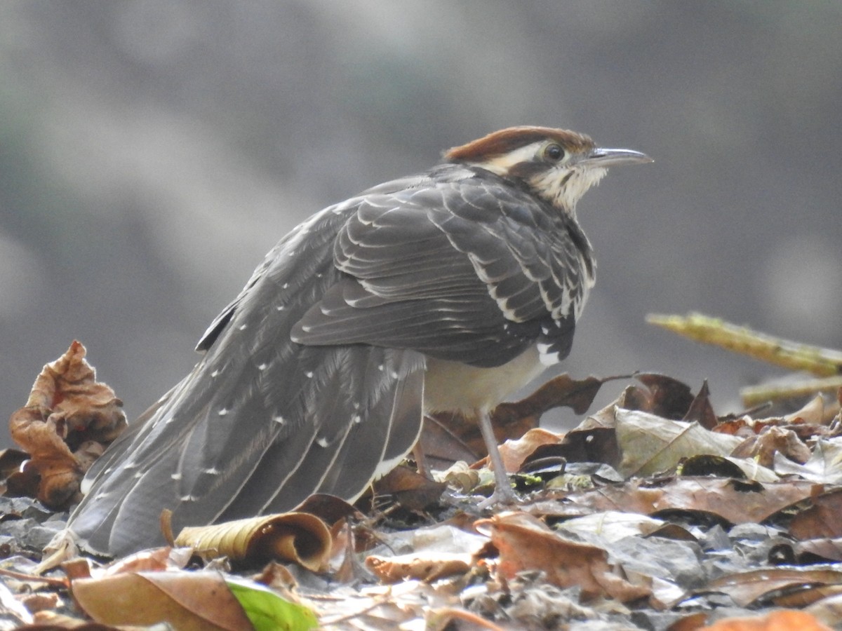 Pheasant Cuckoo - ML217955291