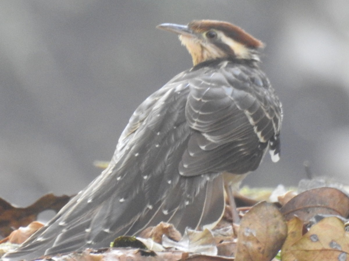 Pheasant Cuckoo - M. A. Noack