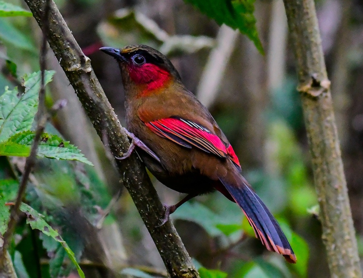 Red-faced Liocichla - ML217957421
