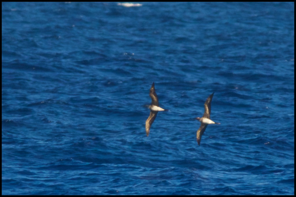 Red-footed Booby - ML21796181