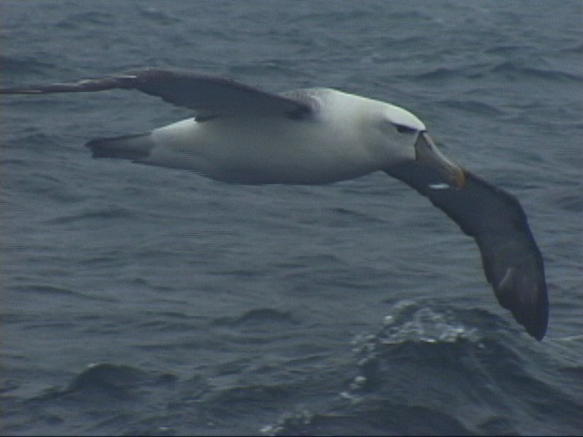 White-capped Albatross - Angus Wilson