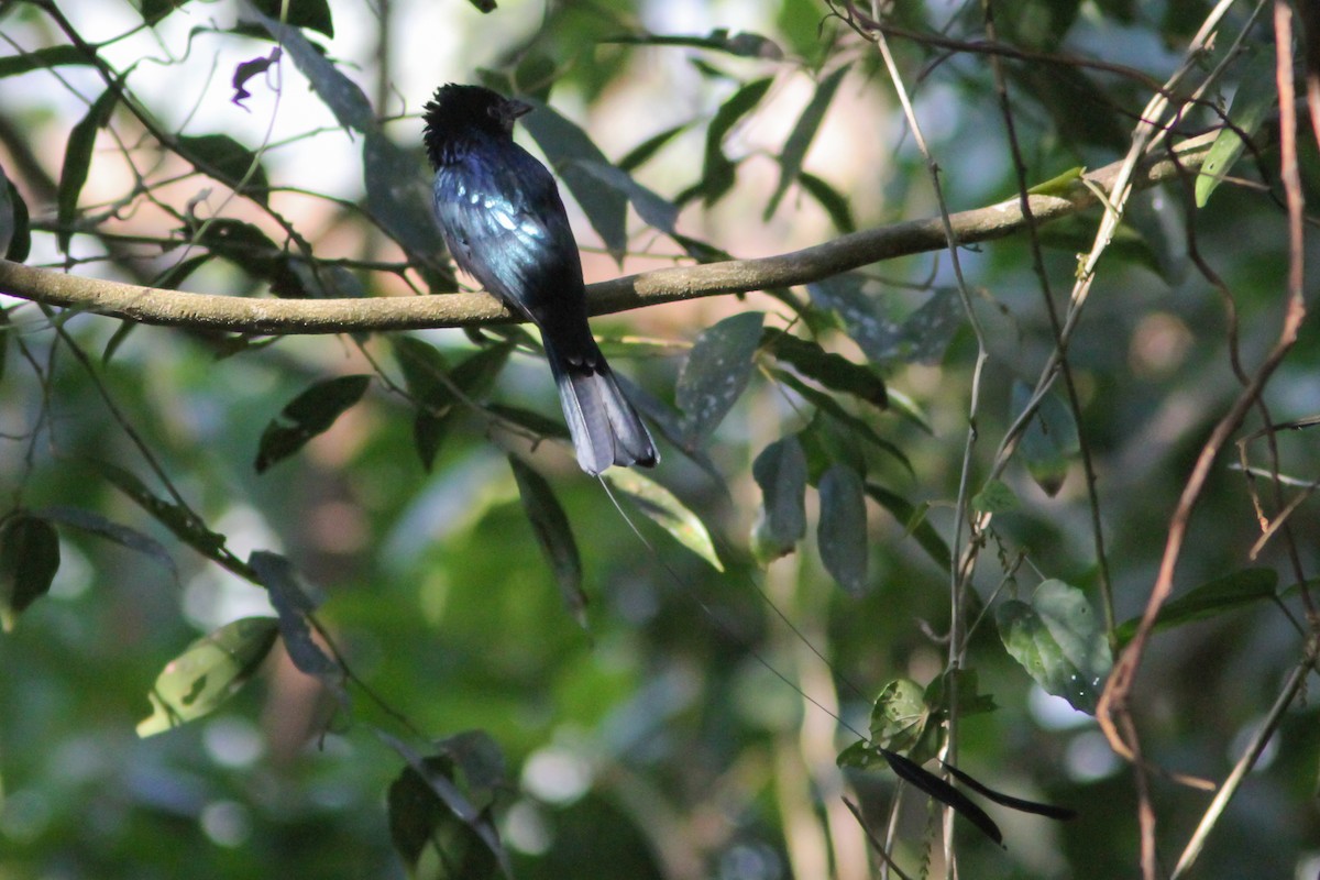 Lesser Racket-tailed Drongo - ML217964871
