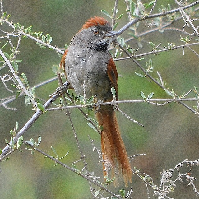 Sooty-fronted Spinetail - ML217966631