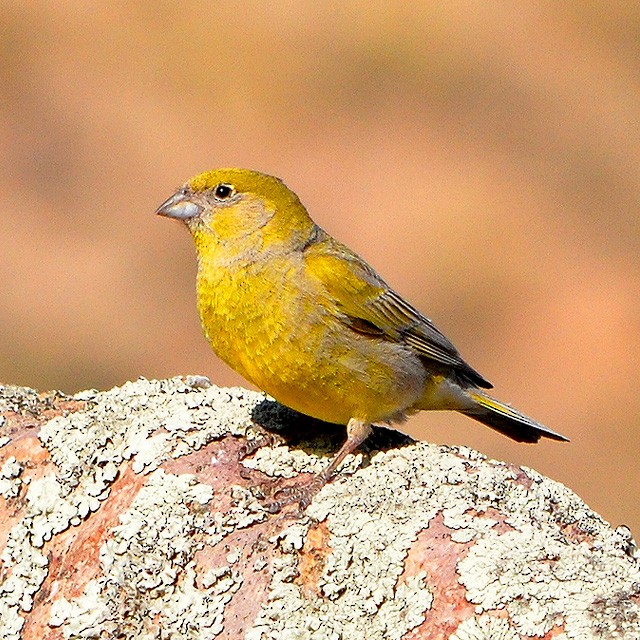 Patagonian Yellow-Finch - ML217968841