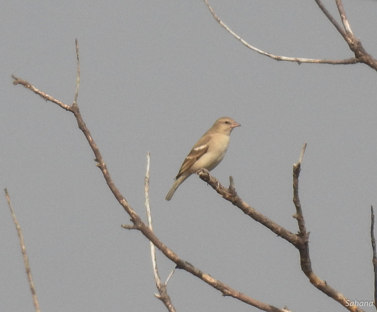 Yellow-throated Sparrow - Sahana M