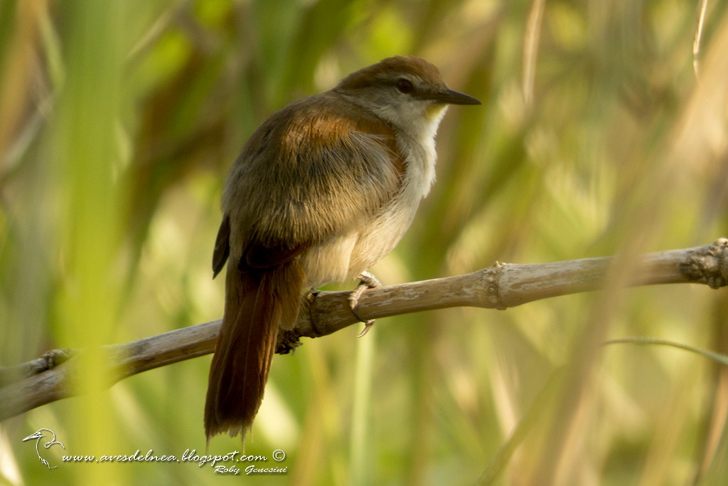 Yellow-chinned Spinetail - Marcelo Allende
