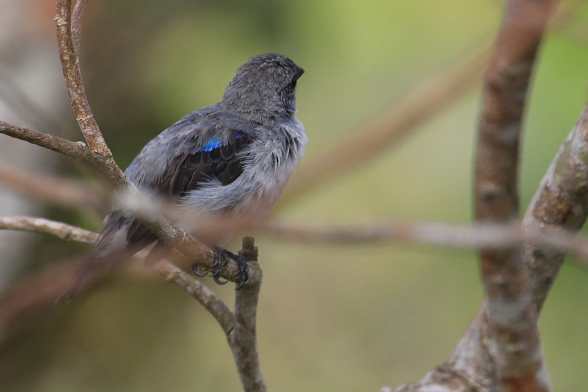 Plain-colored Tanager - ML21798281