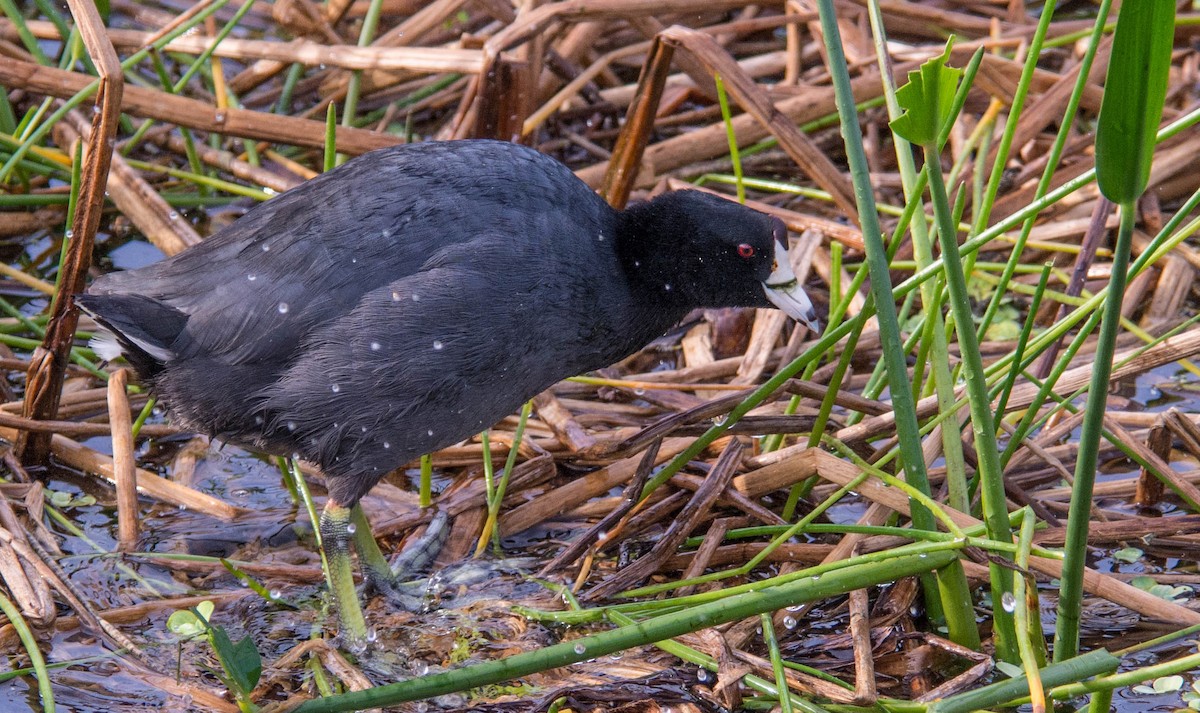 American Coot (Red-shielded) - John Sutton
