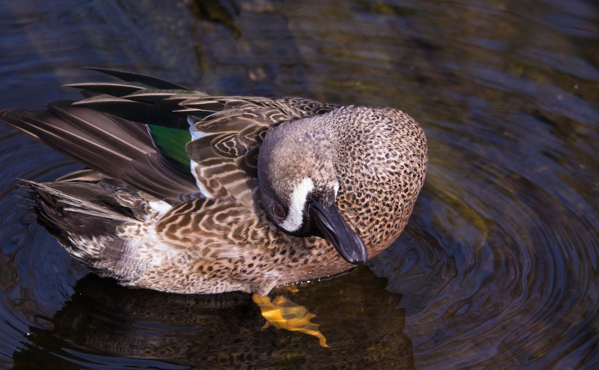 Blue-winged Teal - ML21798401