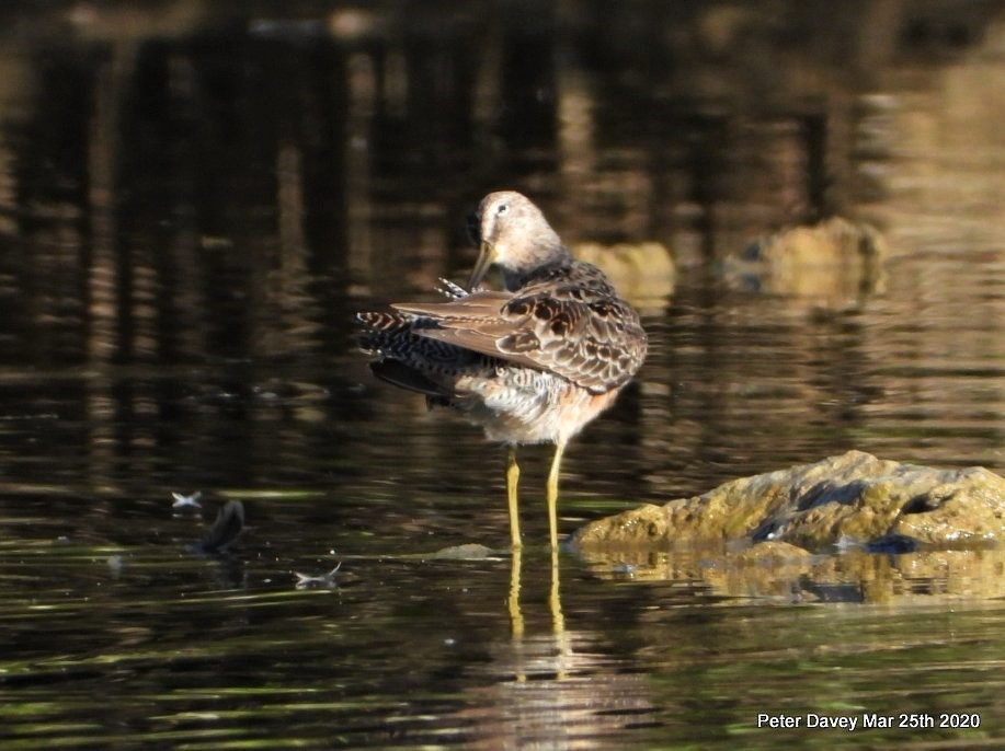 Long-billed Dowitcher - ML217985851