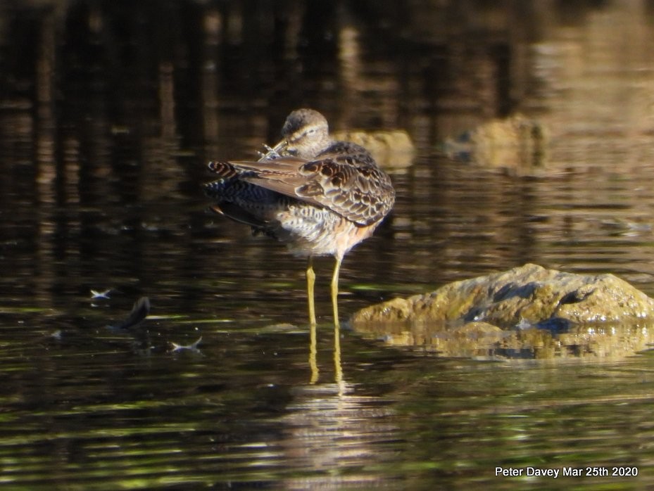 Long-billed Dowitcher - ML217985961