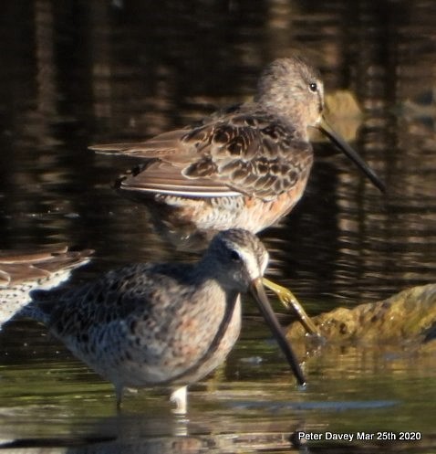 Long-billed Dowitcher - ML217986011