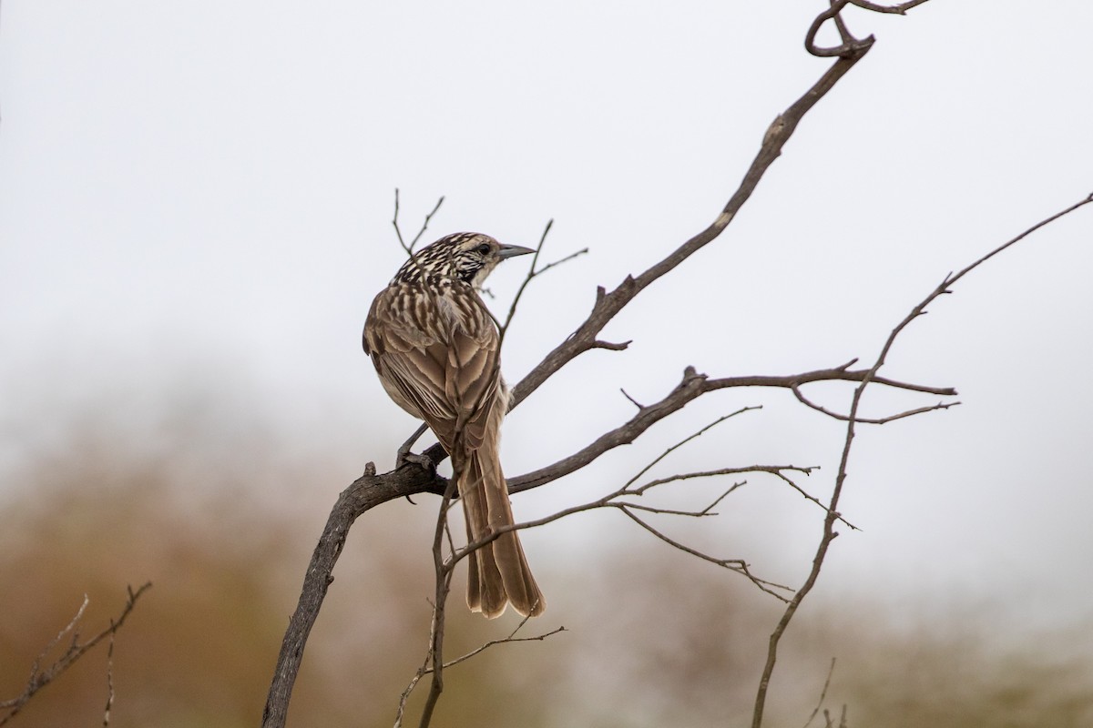 Striped Honeyeater - Cory Gregory