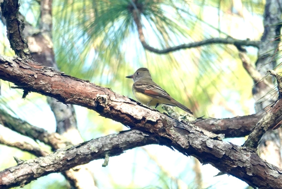 Great Crested Flycatcher - ML217988881