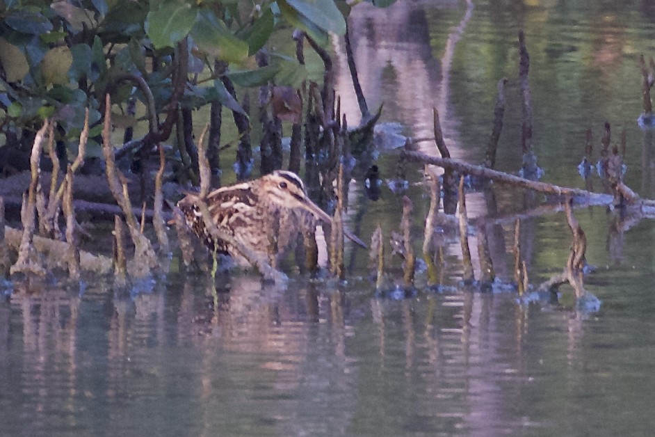Pin-tailed Snipe - Jeanne Verhulst
