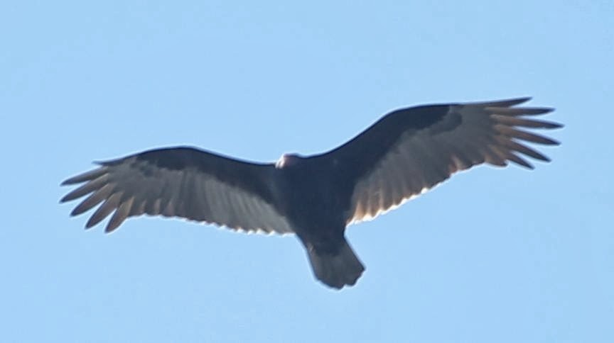 Turkey Vulture - ML21799191
