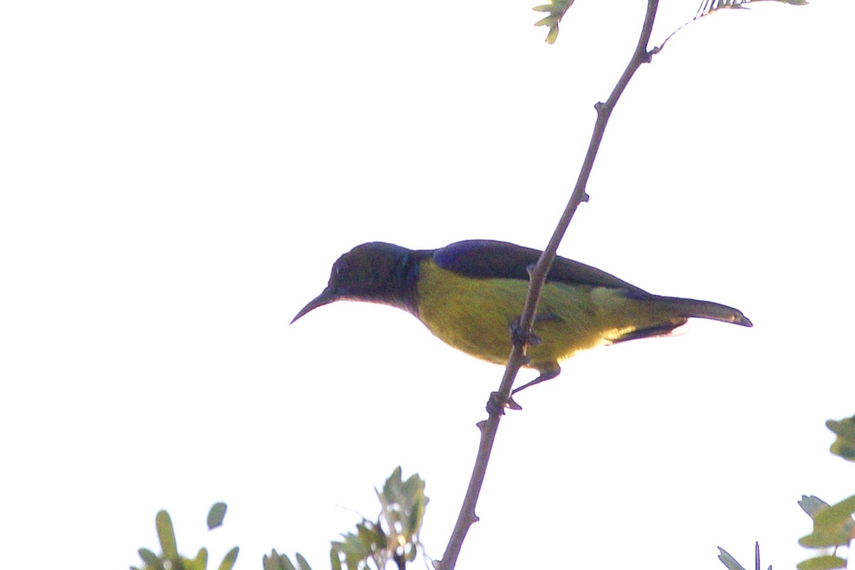 Brown-throated Sunbird - ML217992641