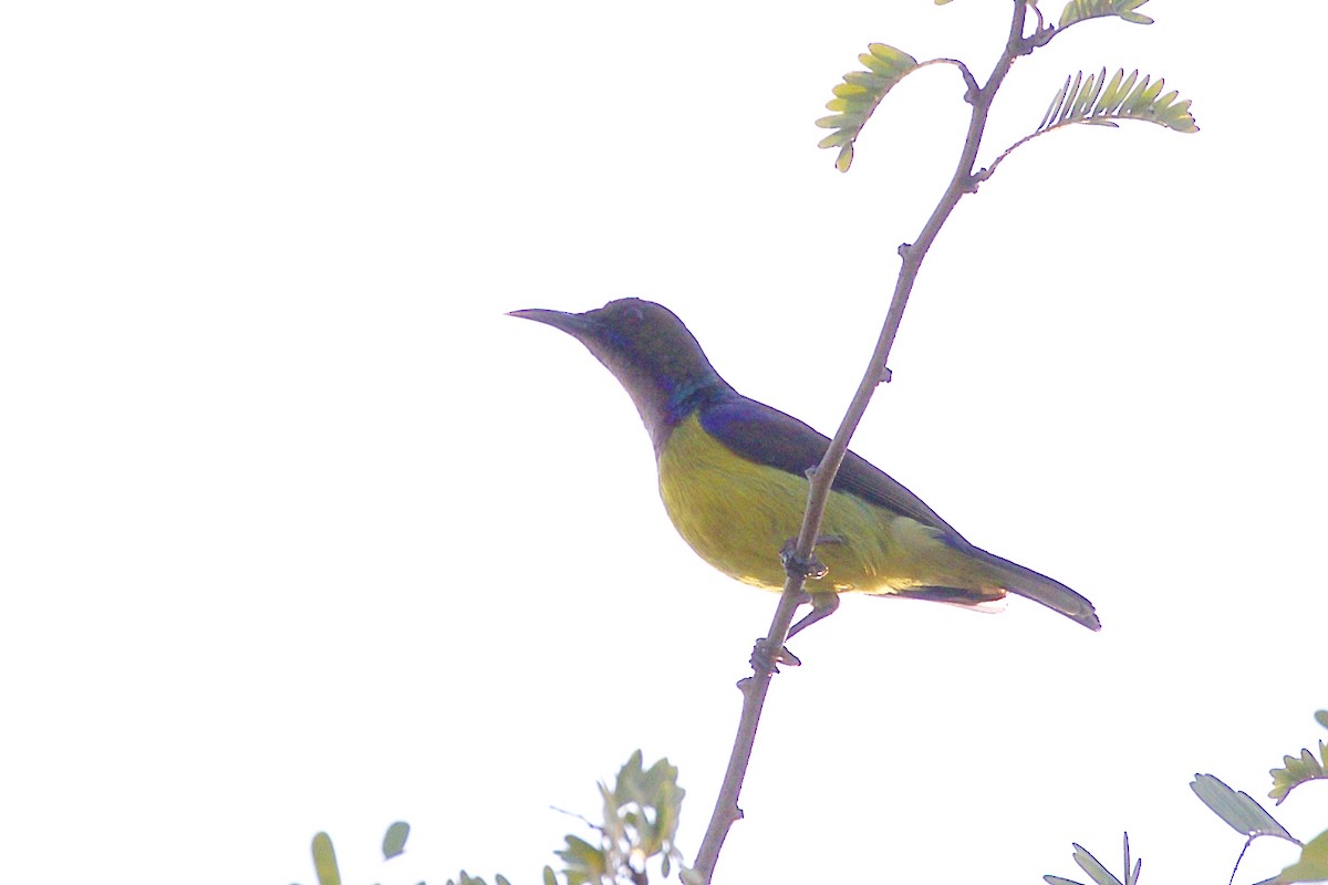 Brown-throated Sunbird - ML217992651