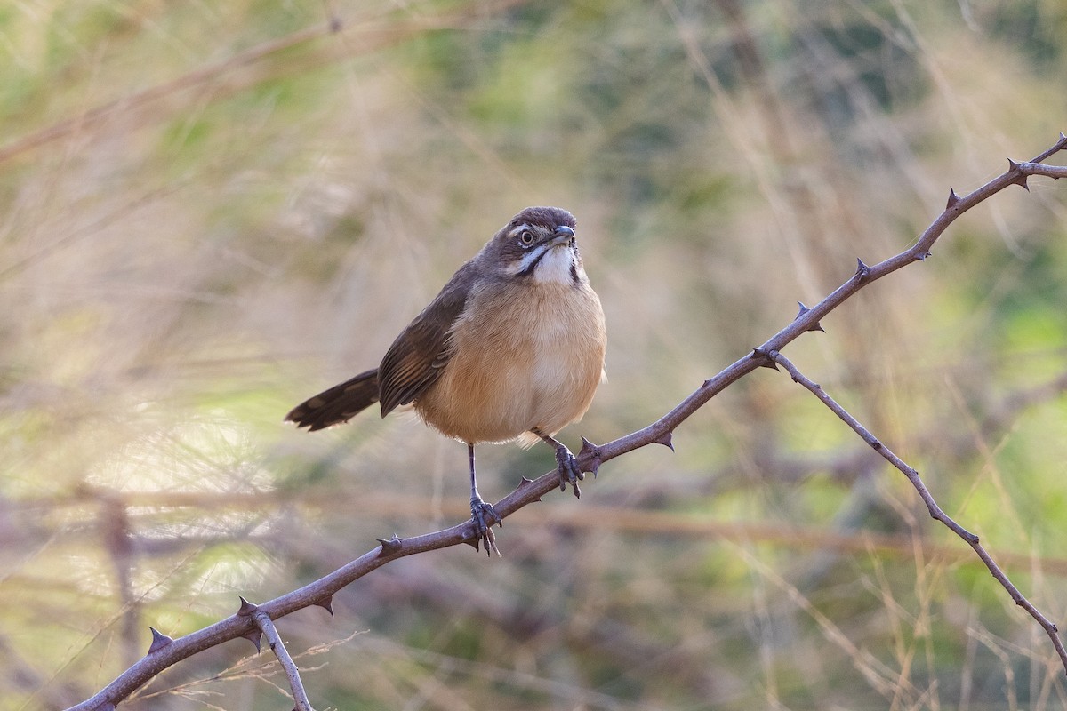 Moustached Grass-Warbler - ML217994141