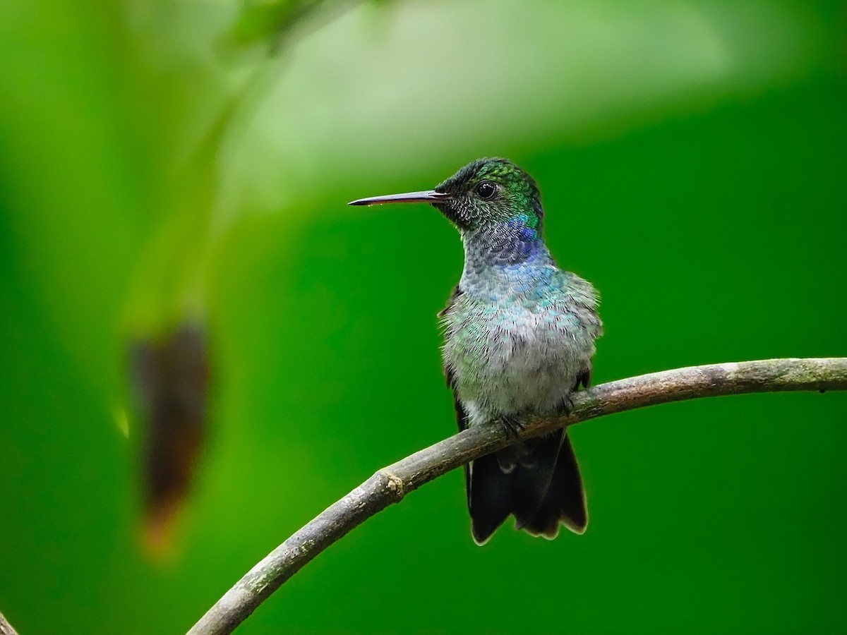 Blue-chested Hummingbird - Jesus Barreda