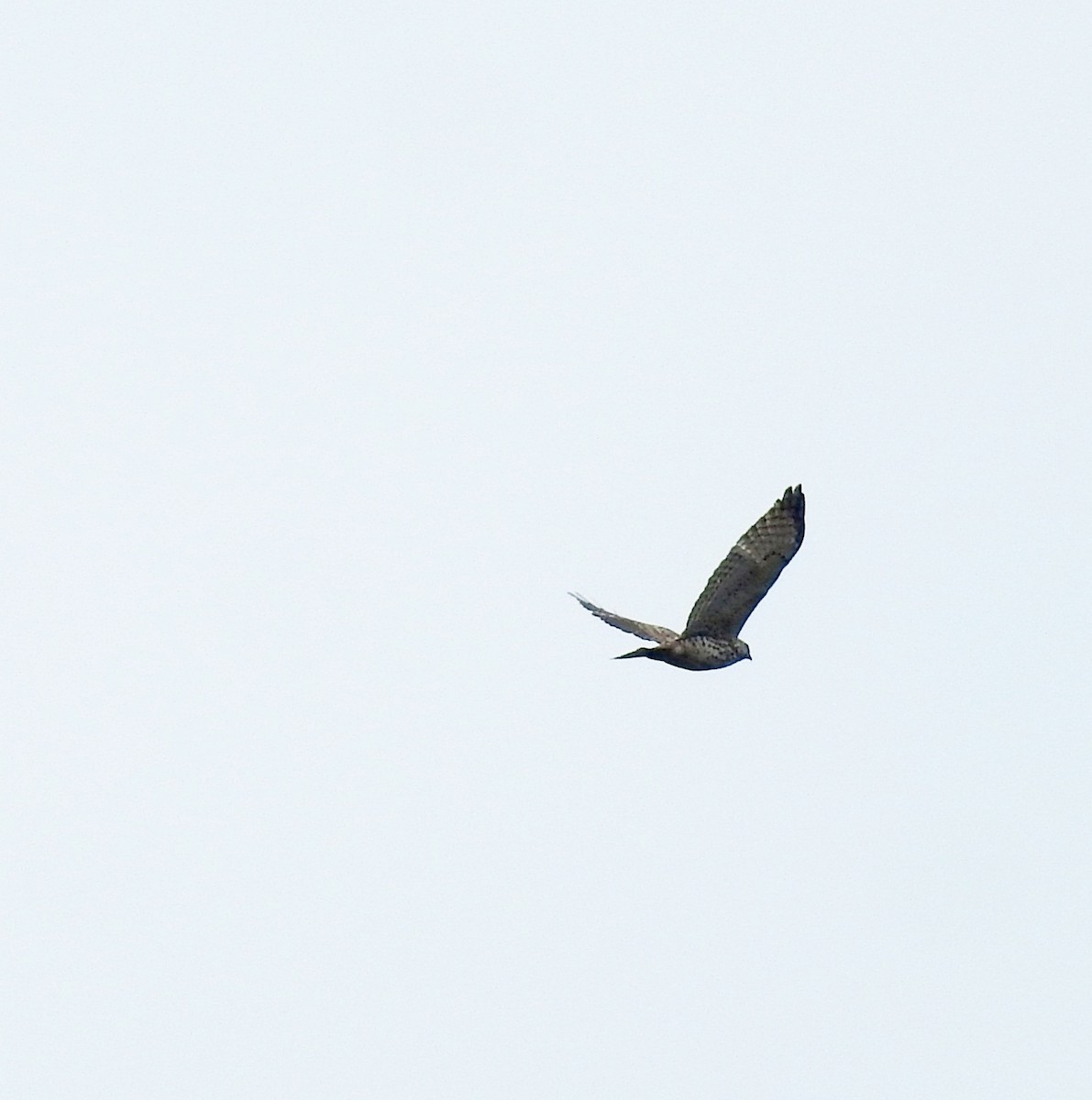 Broad-winged Hawk - ML217998711