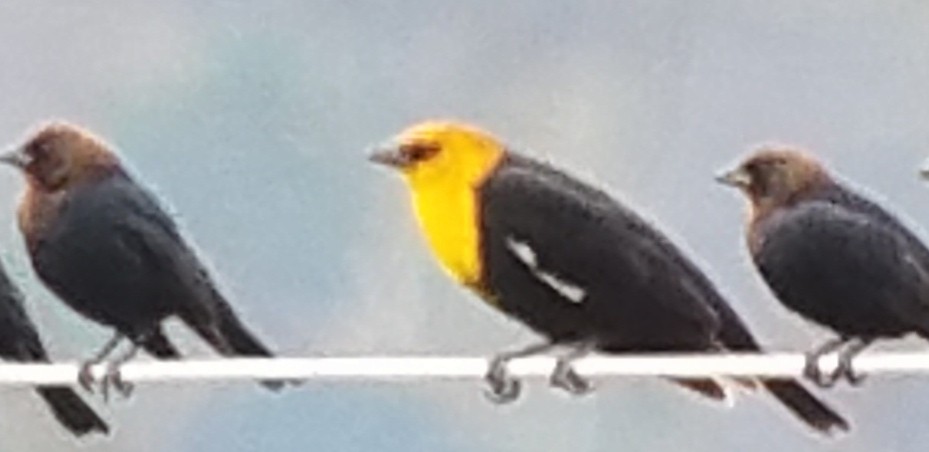 Yellow-headed Blackbird - ML217998861