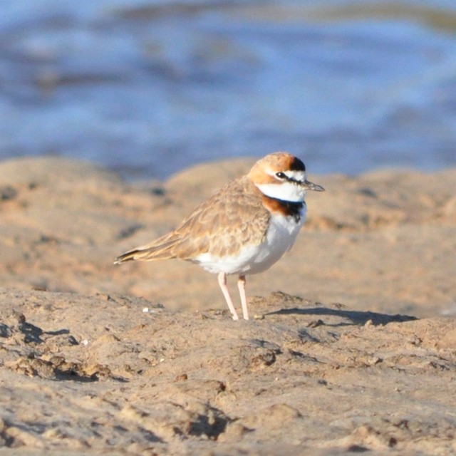 Collared Plover - ML217999261