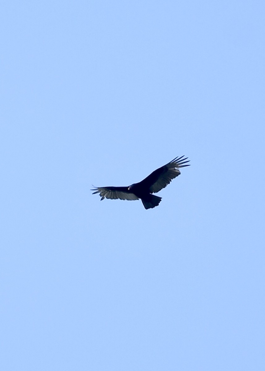 Turkey Vulture - ML217999791