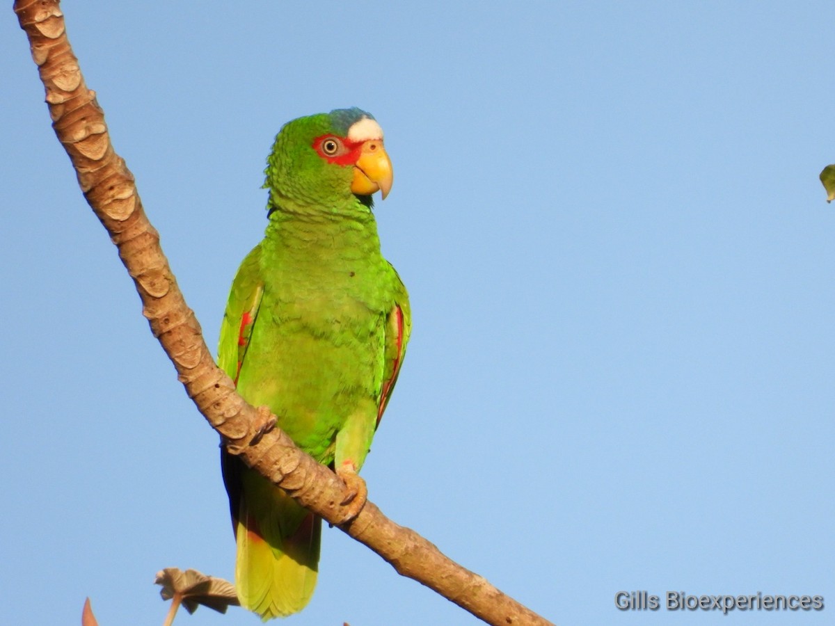 White-fronted Parrot - ML218000111