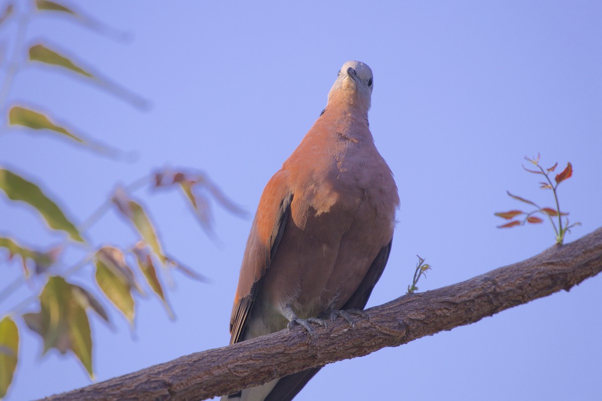 Red Collared-Dove - ML218003081