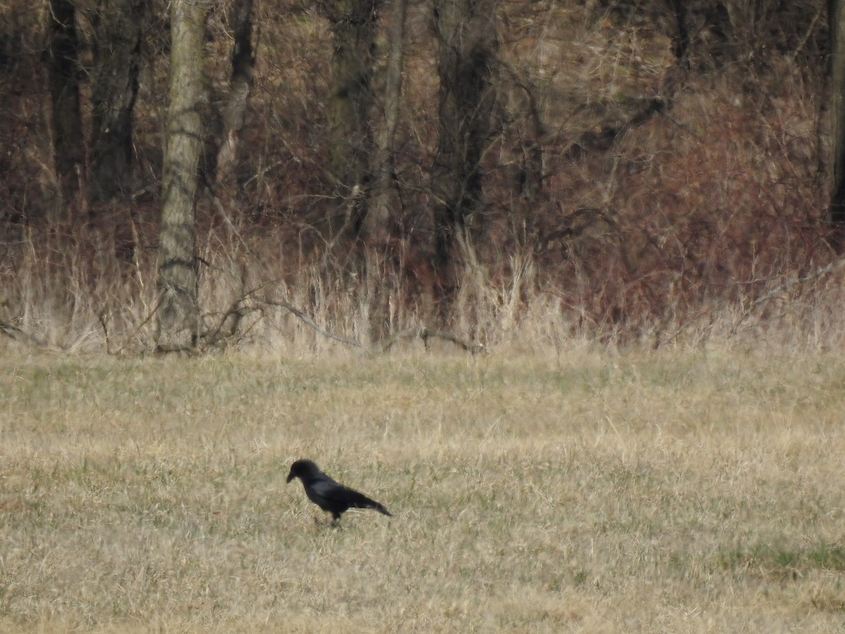 American Crow - Clayton Will