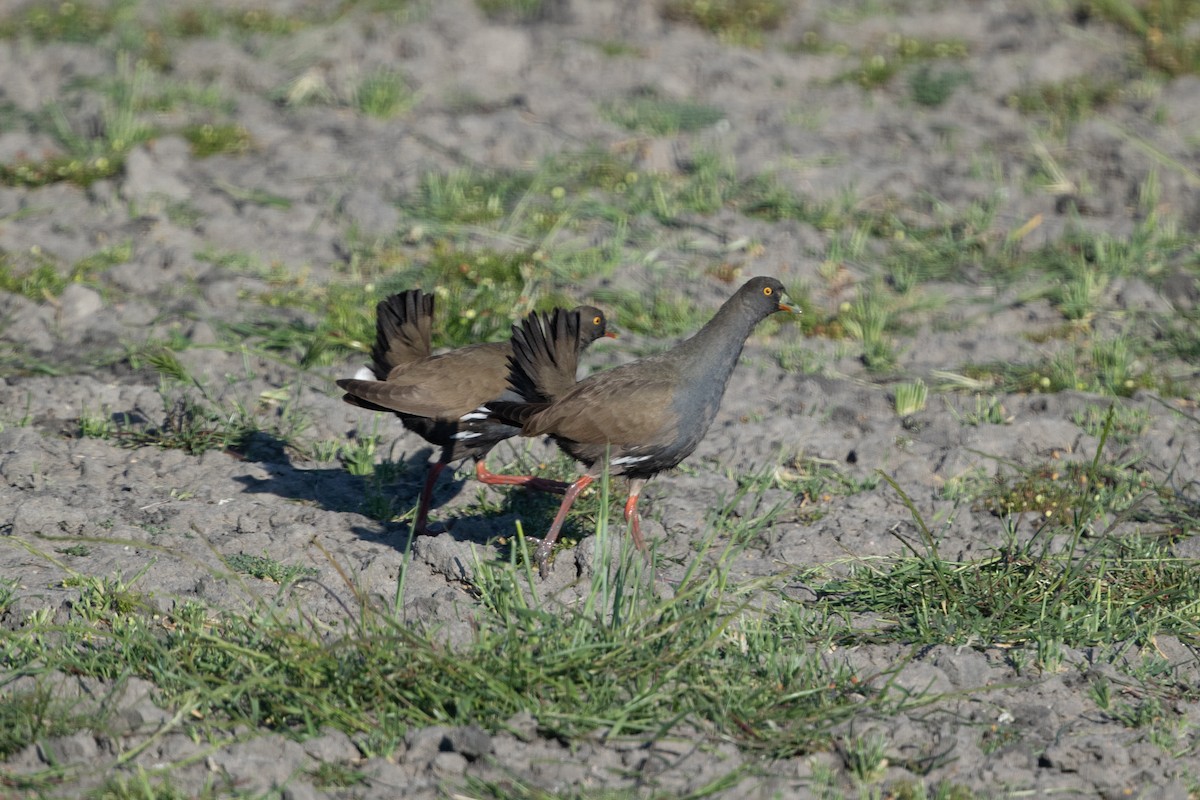 Black-tailed Nativehen - Cory Gregory