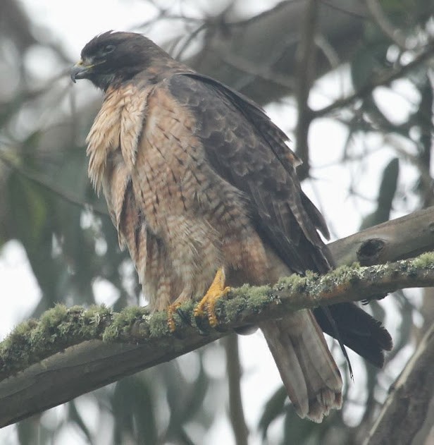 Red-tailed Hawk - ML21800561
