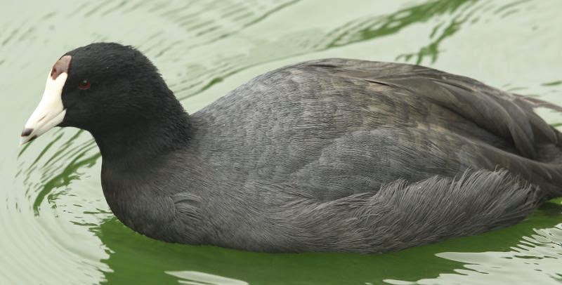 American Coot (Red-shielded) - ML21800571